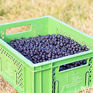 Kiste voll mit Aroniabeeren vom Hof an der Holpe