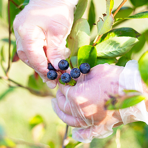 zwei Hände pflücken Aroniabeeren