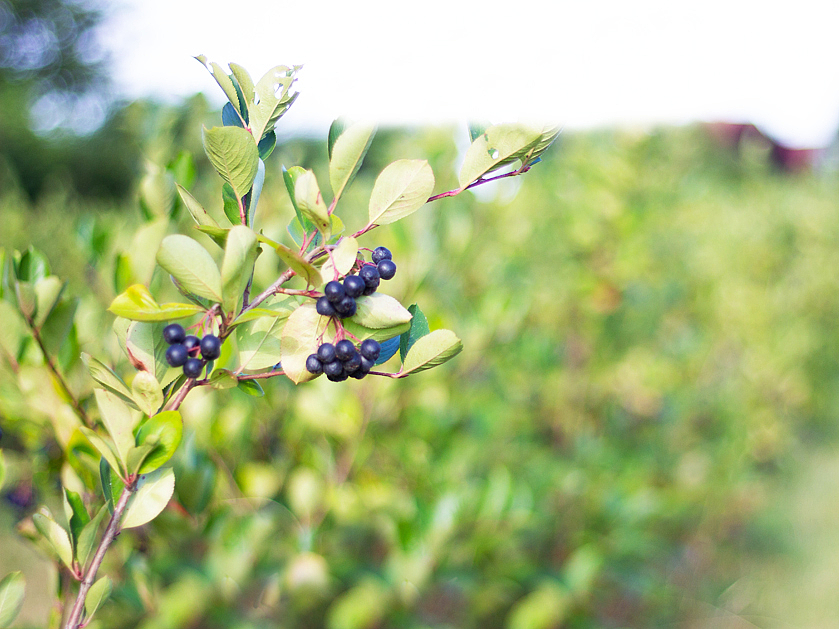 Aroniabeeren-Pflanze auf dem Hof an der Holpe