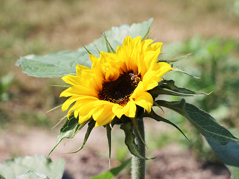 Sonnenblume auf dem Hof an der Holpe