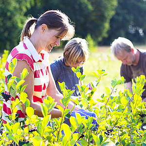 Mitarbeiter:innen beim Ernten von Aroniabeeren auf dem Hof an der Holpe