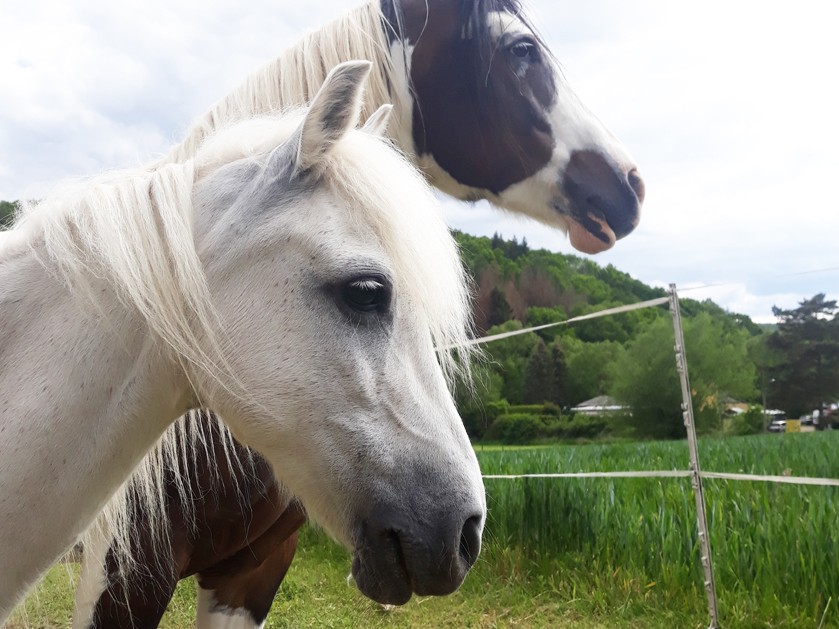 Nahaufnahme von zwei Pferden