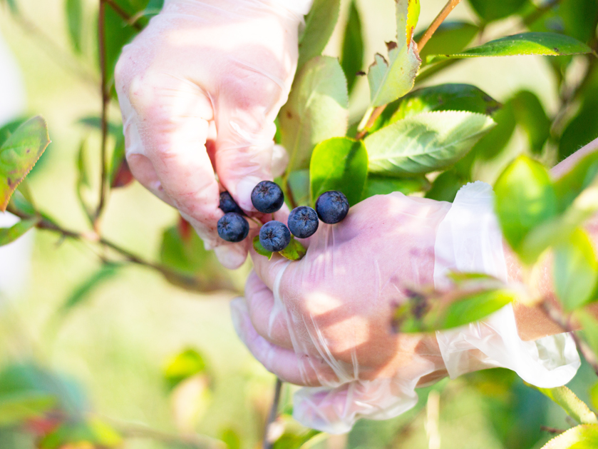zwei Hände pflücken Aroniabeeren