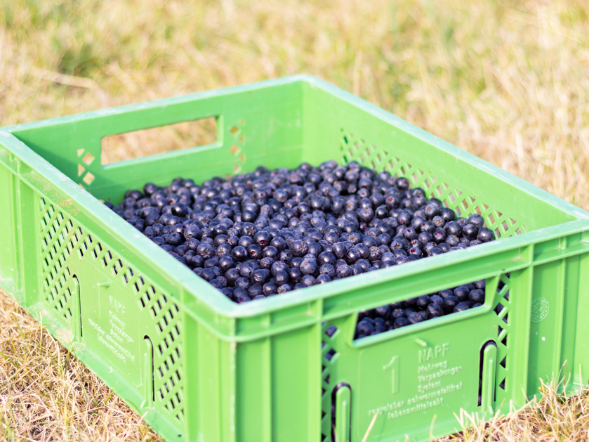 Kiste voll mit Aroniabeeren vom Hof an der Holpe