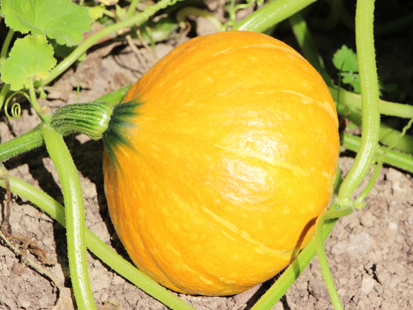 reifer Kürbis auf dem Hof an der Holpe