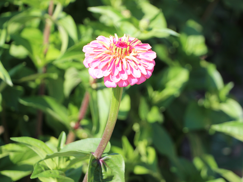 Blume auf dem Hof an der Holpe